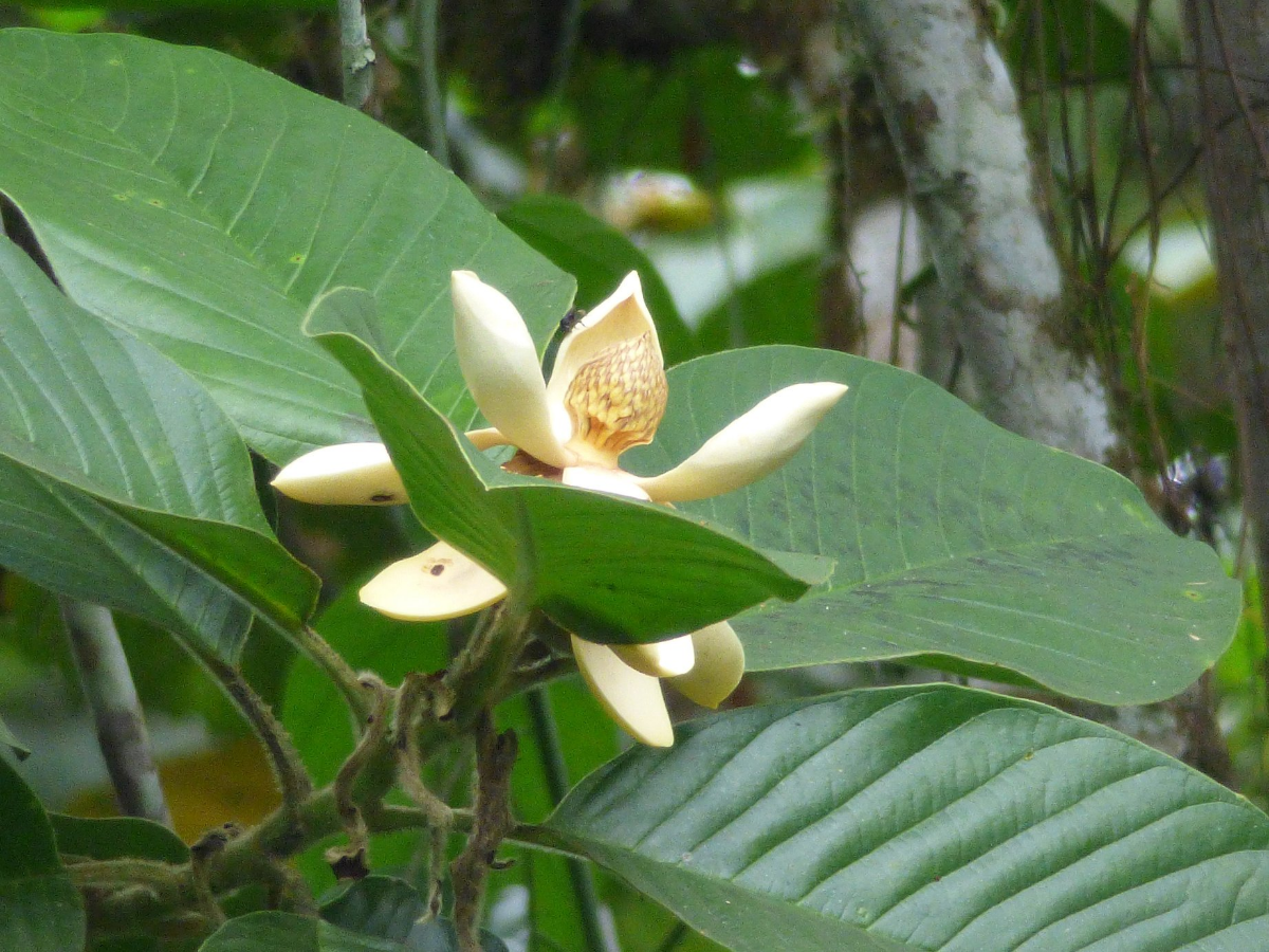 En la búsqueda de Magnolias en peligro de extinción al sur del Ecuador